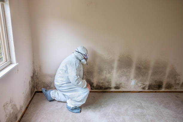 Best Crawl Space Mold Remediation  in New Town, ND